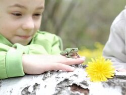 Children playing with a frog Stock Footage