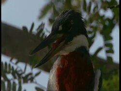 CU Ringed kingfisher in tree, South America Stock Footage