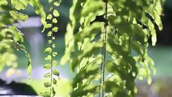 Leaves of green ferns for background Stock Footage