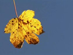 HD: Autumn time Stock Footage