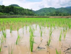 paddy field of rice,Dolly shot Stock Footage
