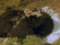 Ostrich (Struthio camellus) male mating display, Namaqualand, South Africa Stock Footage