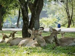 Deer Lying Down Stock Footage