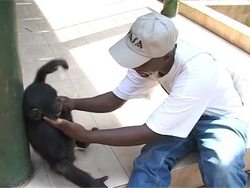 Congo chimps struggle to survive News Clip