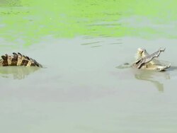 Crocodile Stock Footage