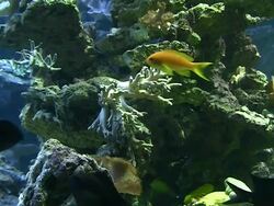 Coral colony on the reef Stock Footage