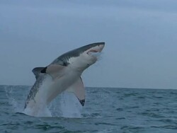 Long Shot hand-held - A great white shark breaches, then splashes down. Stock Footage