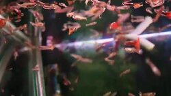 Aquarium full of colorfull fish Stock Footage