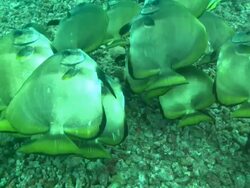 Bat fish, school swimming, Borneo, Malaysia, Southeast Asia Stock Footage