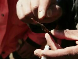 CU Sex herb / Durma, Banke District, Nepal Stock Footage