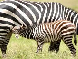 Mother and baby Zebra - breastfeeding Stock Footage
