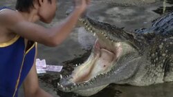 Crocodile Wrestling in Thailand Stock Footage