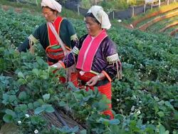 Lahu hill tribe woman Stock Footage