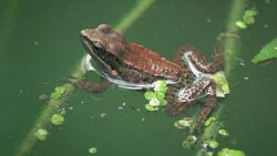 Frog in pond Stock Footage