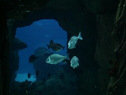 Fish in a big blue aquarium Stock Footage