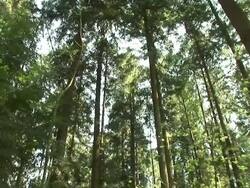 HD: Forest Stock Footage