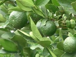 Unripe oranges on orange tree Stock Footage