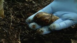 Dogs hunt invading snails on Galapogos Islands
 News Clip