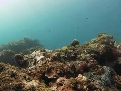 Underwater coral reef Stock Footage