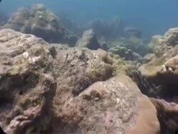 MS underwater view tracking over seabed showing coral damage from 2004 tsunami, Thailand Stock Footage