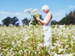 HD DOLLY: Woman In A  Field of Flowers Stock Footage