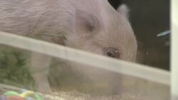 Fluorescent fish, mini pigs and medicinal fungus - biotech for the future News Clip