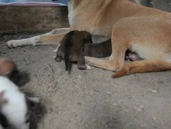 Puppies to suck milk from their mother Stock Footage