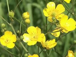 HD: Yellow spring flowers Stock Footage