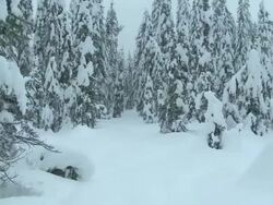 Flying Between Snowy Conifers Stock Footage