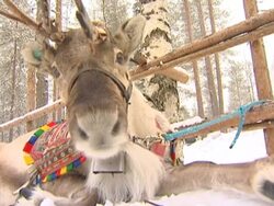 Farm in a polar region. Stock Footage