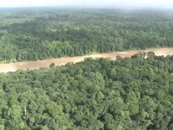 Aerial rainforest and river, Maliau Basin, Sabah, Malaysia, Borneo Stock Footage