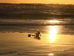 MS Shot of shampain bottle along sea coat during sunset, North Sea North Frisia, / St. Peter Ording, Schleswig Holstein, Germany Stock Footage