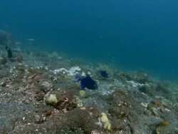 Red mouth triggerfish (Odonus niger) group, guarding and ventilating their nests, which are buried in black volcanic sand. Triggerfish have the fastest developing eggs. Spawning occurs at dawn and by dusk the eggs are ready to disperse Stock Footage