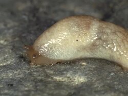 Grey Field Slug (Deroceras reticulatum). Time-lapse. Stock Footage