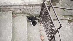 Little cats Stock Footage