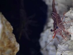 Reptantia Stock Footage