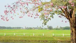 Pink trumpet blossom Stock Footage