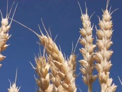 Cereal Stock Footage
