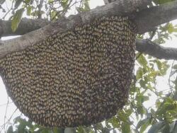 Honeybees hive Stock Footage
