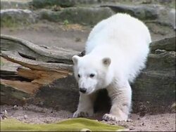 WRAP Polar bear cub presented with gift from Canada, jaguar born in zoo Instructional Video