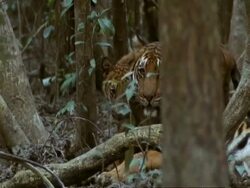 MS Bengal tiger mother and cub nuzzling, mangrove swamp, India Stock Footage