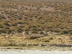 WS Shot of Vicunia, Vicugna grazing on Altiplano or Puna grassland in Andes mountains / San Pedro de Atacama, Norte Grande, Chile Stock Footage