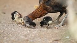 Hens are brought chick ferret food. Stock Footage