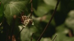 DCI4K, Newlyâ€emerged Cicada.(Real time : 11 of 15) Stock Footage