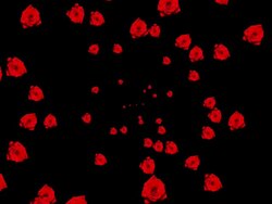 HD: Red Roses Animation Stock Footage