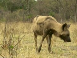 MS TS Shot of African wild dog pacing and looking around anxiously / Okavango Delta, North-West District, Botswana Stock Footage