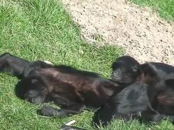 Spider mokeys Relax Stock Footage