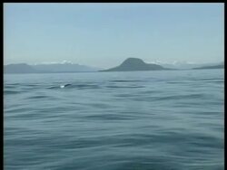 MS Killer whale, Orcinus orca, hunting porpoises, snow covered mountains in background, edited sequence, Arctic Circle Stock Footage