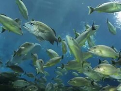 northern sea nettle Stock Footage