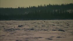 Dense evergreens border a wide, snowy field in Alaska. Stock Footage